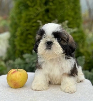 Disponibili pui rasa Shih Tzu din Canisa Atestata  - imagine 4