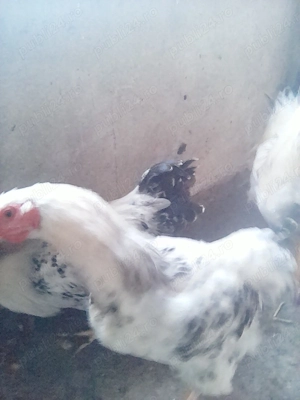 cocosi tineri din vara - imagine 5