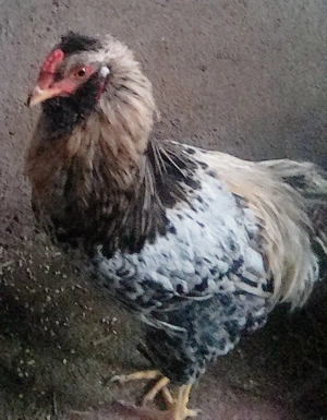 cocosi tineri din vara - imagine 3