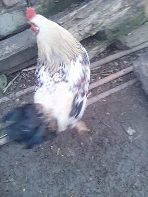 cocosi tineri din vara - imagine 2