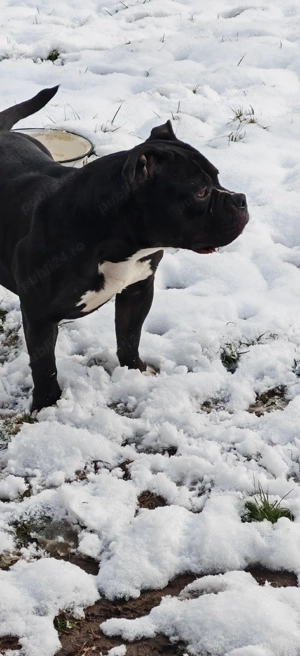 Femela American Bully Pocket  - imagine 2