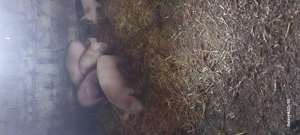 Vând purcei - imagine 4