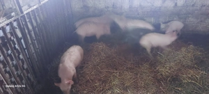 Vând purcei - imagine 3