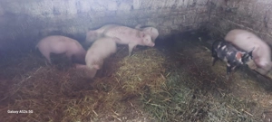 Vând purcei - imagine 2