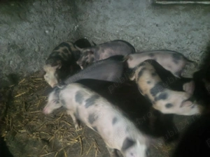 vand sau schimb grasuni