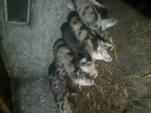 vand sau schimb grasuni - imagine 2