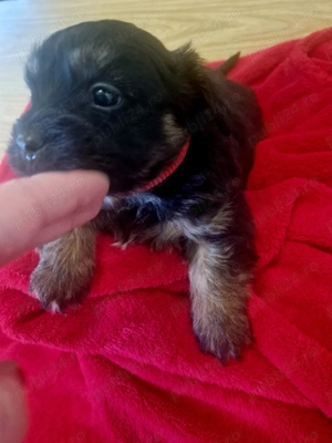 Bishon havanez negru  - imagine 3