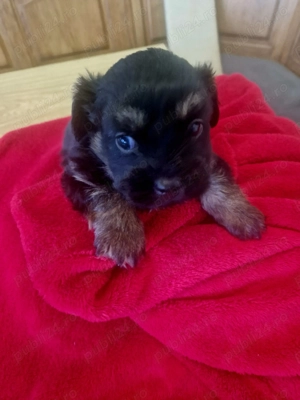 Bishon havanez negru  - imagine 2