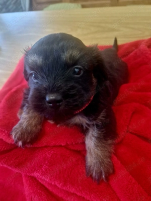 Bishon havanez negru 