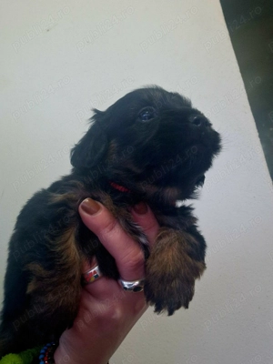 Bishon havanez  - imagine 10