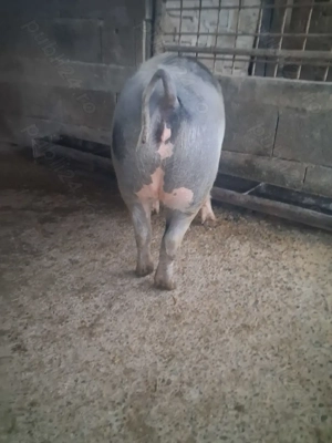 de vânzare scrofiță 85..90 kg rasă petrean ofer transport  - imagine 4