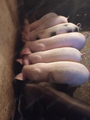 Vând purcei 8 săptămâni 300 lei bucata  - imagine 2
