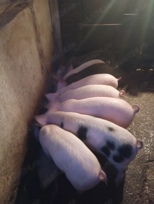 Vând purcei 8 săptămâni 300 lei bucata 