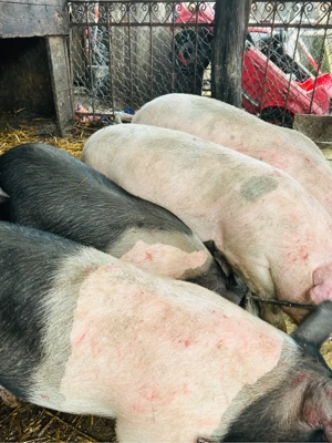 Soldani 10 bucati - imagine 2