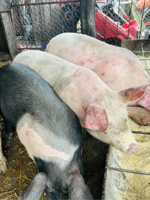 Soldani 10 bucati - imagine 3