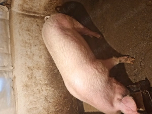 Vând grăsună 130 140 kg.12 lei kg - imagine 2