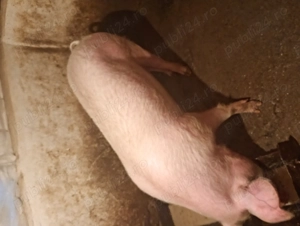 Vând grăsună 130 140 kg.12 lei kg