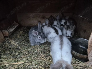 iepurași de vânzare  - imagine 2