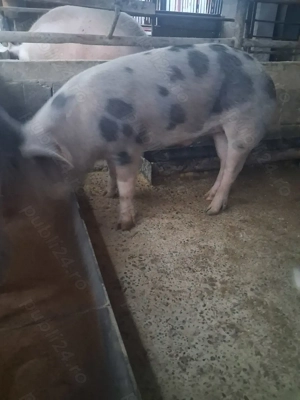 de vânzare mascul 85...90 kg rasă petrean ofer transport  - imagine 2