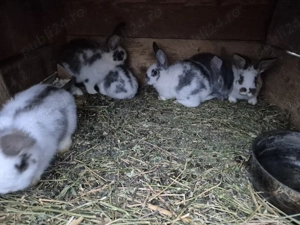 iepurași de vânzare  - imagine 3