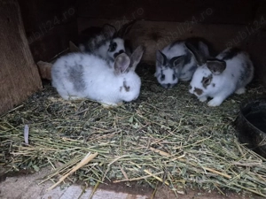 iepurași de vânzare  - imagine 4