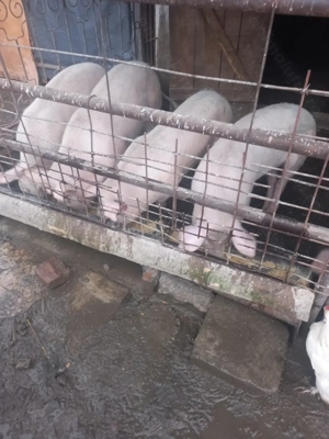 Șoldani 60-70 kg - imagine 2