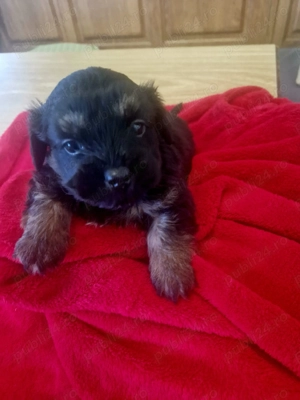 Bishon havanez negru  - imagine 4