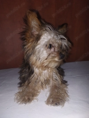 Yorkshire terrier fetiță  - imagine 3