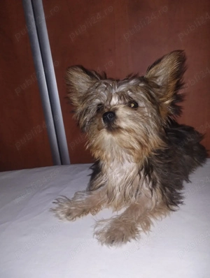 Yorkshire terrier fetiță 