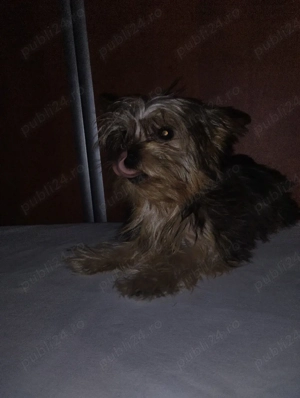 Yorkshire terrier fetiță  - imagine 4