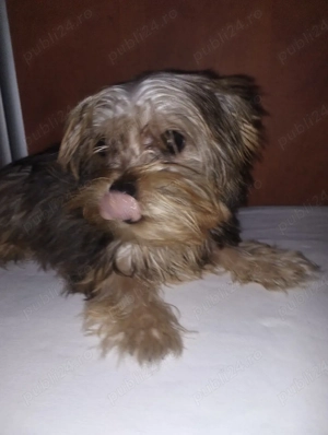 Yorkshire terrier fetiță  - imagine 2