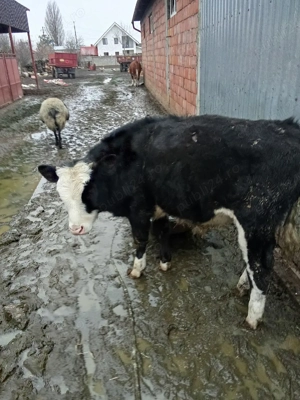 Vând vițel pentru tăiat  - imagine 4