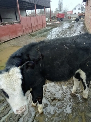 Vând vițel pentru tăiat  - imagine 3