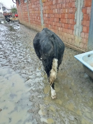 Vând vițel pentru tăiat  - imagine 2