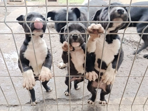 Caine presa canario pui