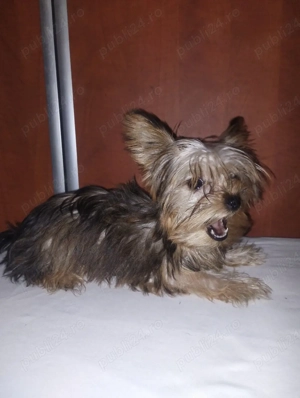 Yorkshire terrier fetiță  - imagine 5