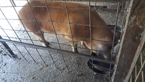 Vand porci de carne - imagine 3