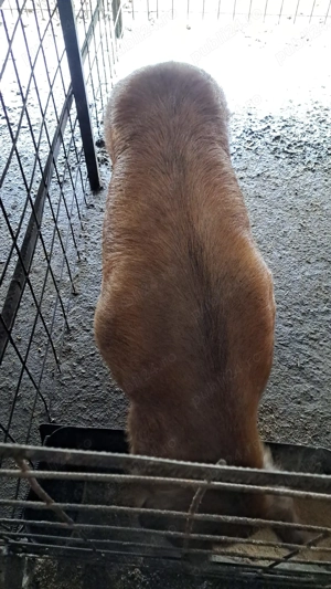 Vand porci de carne - imagine 5