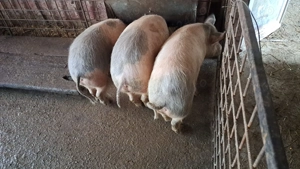 Vand porci de carne - imagine 2