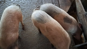 Vand porci de carne - imagine 4