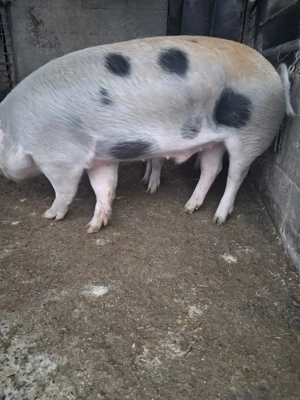 de vânzare 1 mascul 110 kg ofer transport la nevoie  - imagine 2