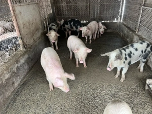 purcei si soldani - imagine 2