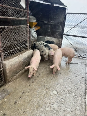 purcei si soldani - imagine 3