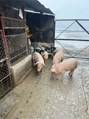 purcei si soldani - imagine 4