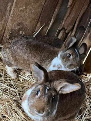 Iepuri de vanzare - imagine 2