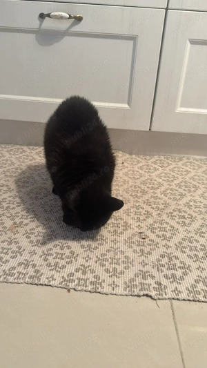 Donez felina,ofer ,pentru instalare ofer 200  - imagine 3