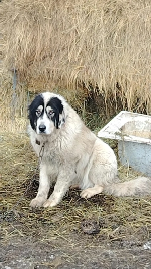 ciobănesc de Bucovina  - imagine 2