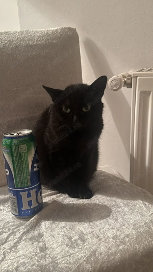 Donez felina,ofer ,pentru instalare ofer 200  - imagine 2