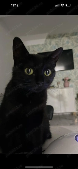 Donez felina,ofer ,pentru instalare ofer 200  - imagine 4