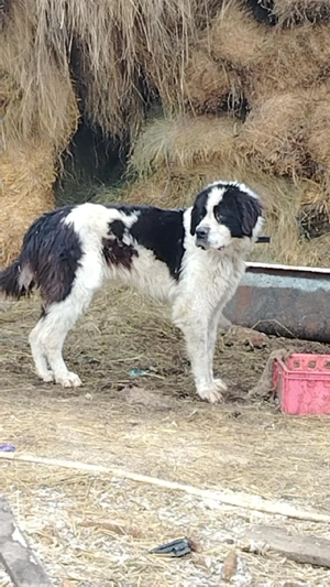 ciobănesc de Bucovina 
